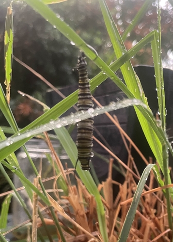 Monarch