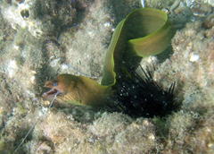 Gymnothorax prasinus