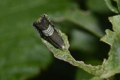 Grapholita compositella