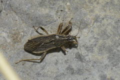 Himacerus major