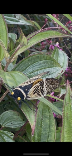 Proretinata floridula