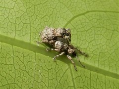 Brachyolus punctatus