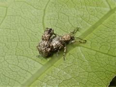 Brachyolus punctatus