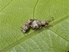 Brachyolus punctatus