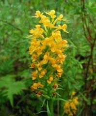 Platanthera cristata
