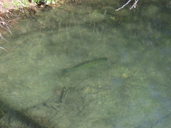 Micropterus salmoides