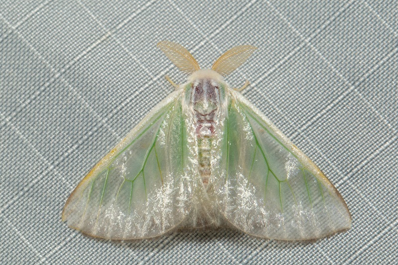 Arctornis marginalis
