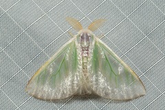 Arctornis marginalis