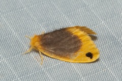 Artaxa nubilosa