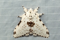 Lymantria brunneiplaga