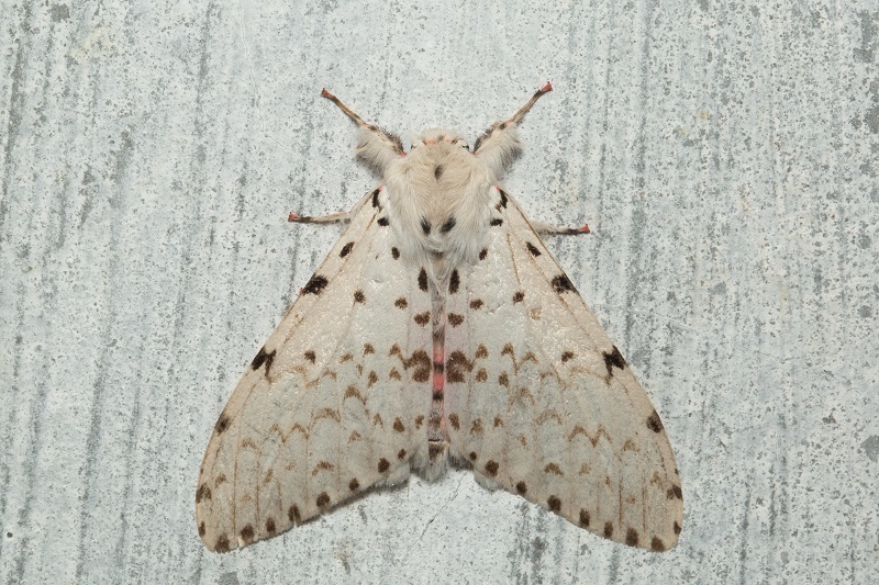 Lymantria bivittata