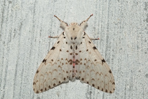 Lymantria bivittata