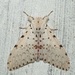 Lymantria bivittata - Photo (c) dhfischer, algunos derechos reservados (CC BY-NC), subido por dhfischer