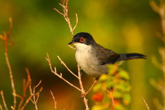 Sardinian Warbler photo 3