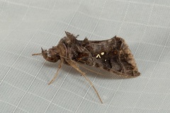 Plusiopalpa adrasta