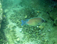 Mecaenichthys immaculatus