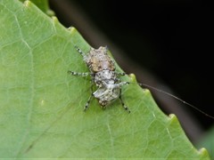 Hoherius meinertzhageni