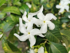 Trachelospermum jasminoides
