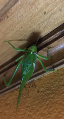 Philophyllia guttulata