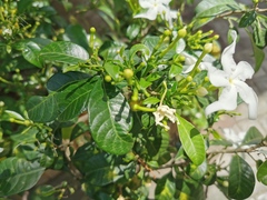 Trachelospermum jasminoides