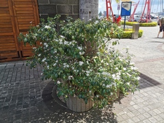 Trachelospermum jasminoides