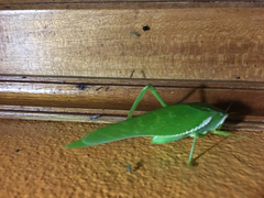 Philophyllia guttulata