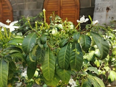 Trachelospermum jasminoides