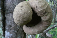 Tambourissa thouvenotii