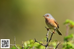 Curruca iberiae