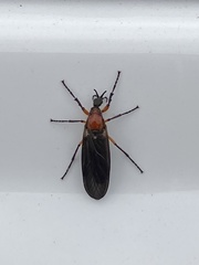 Dilophus serotinus