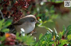 Curruca iberiae