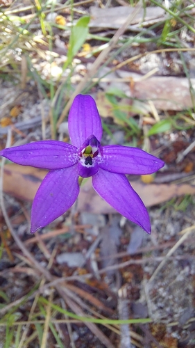 Small Waxlip Orchid (Glossodia minor)