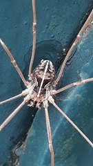 Metaphalangium