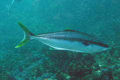 Seriola lalandi