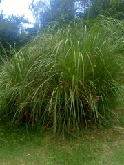 Cortaderia nitida