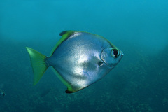 Monodactylus argenteus