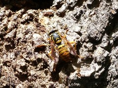 Spilomyia alcimus