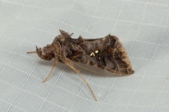 Plusiopalpa adrasta