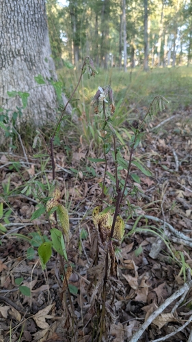 barbed rattlesnake root (Nabalus barbatus)