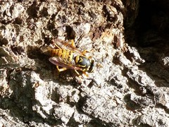 Spilomyia alcimus