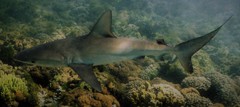 Carcharhinus galapagensis
