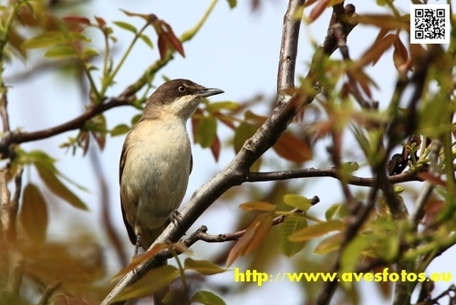 Foto de Western Orphean Warbler