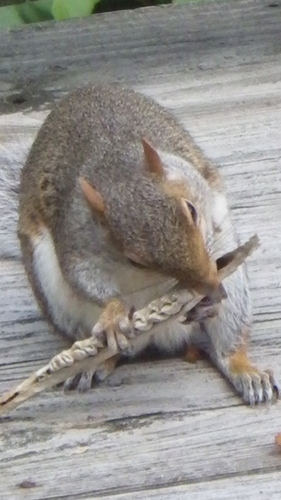 Eastern Gray Squirrel photographed in Rhode Island