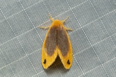 Artaxa nubilosa