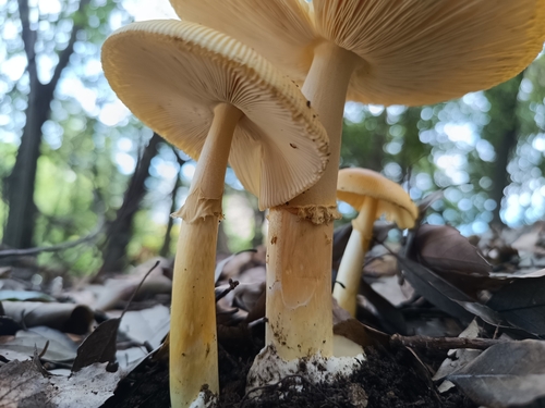 Amanita chatamagotake