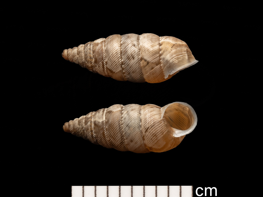 Texas urocoptid