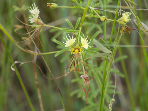 Large Clammyweed (Polanisia erosa)