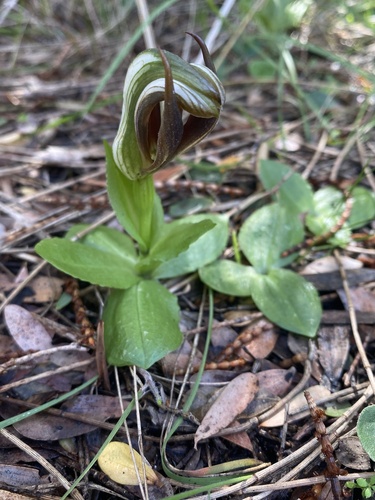 leafy greenhood (Pterostylis cucullata)