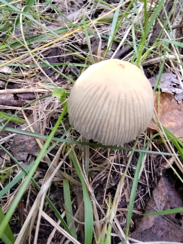 Ephemerocybe impatiens