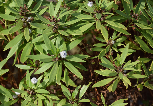 Willow-leaved Globe Flower